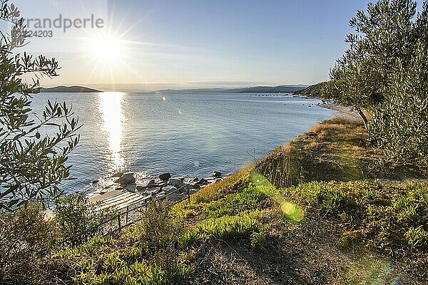 View from a hill with olive trees to the sunset and the sea. Evening atmosphere of a Mediterranean landscape on the beach and coast of Ouranoupoli  Thessaloniki  Central Macedonia  Greece  Europe