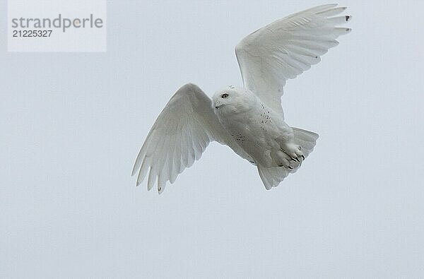 Schnee Eule im Flug Winter Saskatchewan Kanada