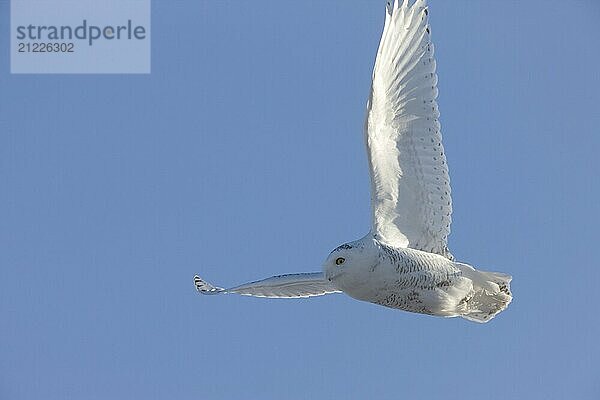 Snowy Owl in Flight winter Saskatchewan Canada