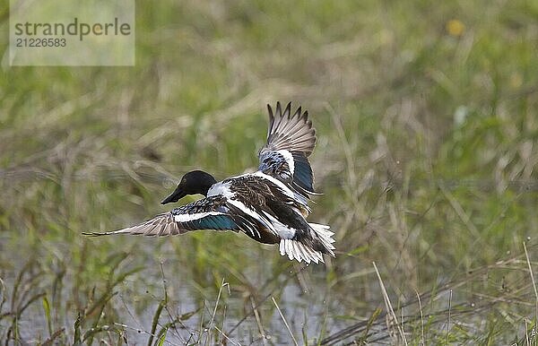 Northern Shovelerl ducks in flight CAnada