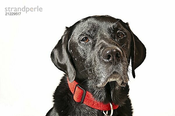 Labrador in front of a white background