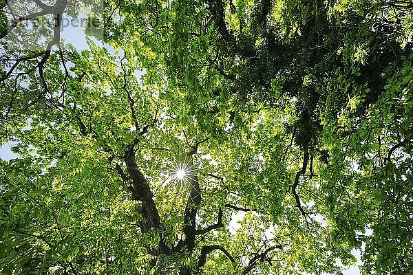 Sonne scheint durch das Laubdach der Eichen Baumkronen  Altnau im Kanton Thurgau  Schweiz  Europa