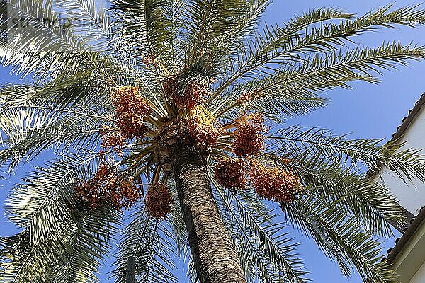 Palme mit reifen Datteln  klare Sicht gegen blauen Himmel und Sonnenschein  tropische Atmosphäre  Cordoba