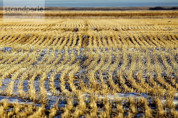 Prairie Landscape in winter Saskatchewan Canada stubble field