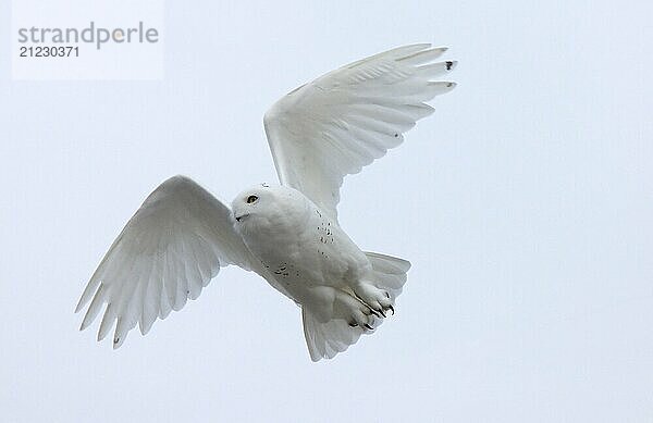 Snowy Owl in Flight winter Saskatchewan Canada