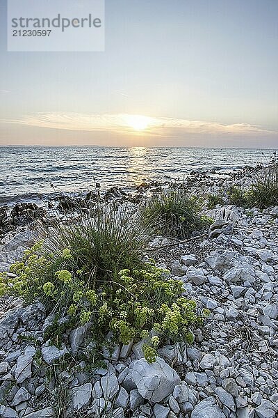 Beautiful sunset in a landscape on a rocky coast with a prominent lighthouse and pine forest. View over the coast to the building  on the Mediterranean Sea  Vir  Dalmatia  Croatia  Adriatic Sea  Europe