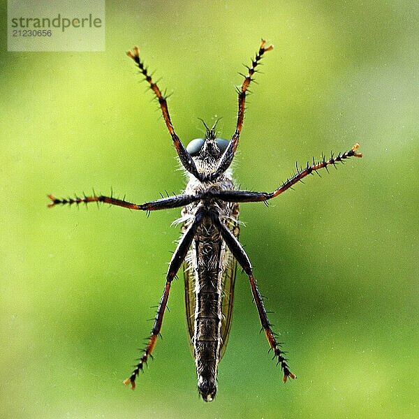 Insect in bottom view on a glass pane in front of a natural green background  Witten  Ruhr area  North Rhine-Westphalia  Germany  Europe