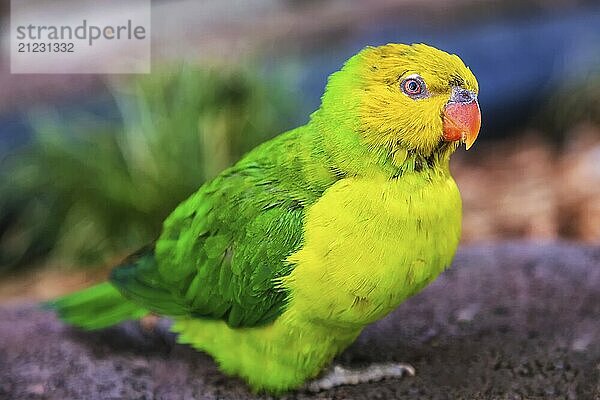 Nahaufnahme eines Regenbogenlorikeets vor dunklem Hintergrund