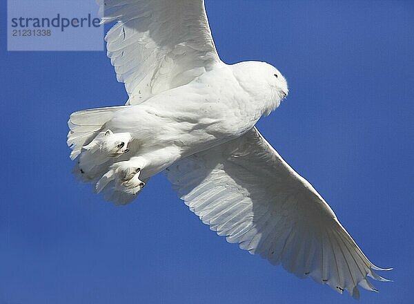 Snowy Owl in Flight winter Saskatchewan Canada