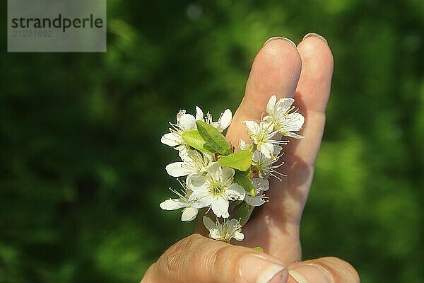 Obstblüte zwischen 2 Finger