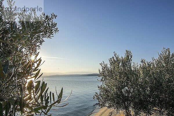 View from a hill with olive trees to the sunset and the sea. Evening atmosphere of a Mediterranean landscape on the beach and coast of Ouranoupoli  Thessaloniki  Central Macedonia  Greece  Europe