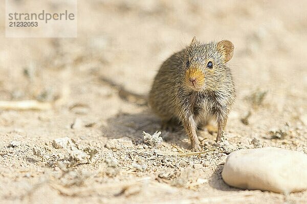 Nilratte  Nil-Grasratte  (Arvicanthis niloticu) s  Naher Osten  Oman  Dhofar Governorate  Oman  Dhofar Governorate  Oman  Asien