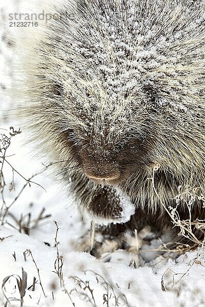 Porcupine in Winter Saskatchewan Canada snow and cold