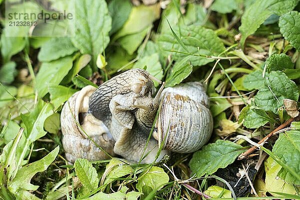 Gastropods  mating pair  near Oberweser  Weser Uplands  Weserbergland  Hesse  Germany  Europe