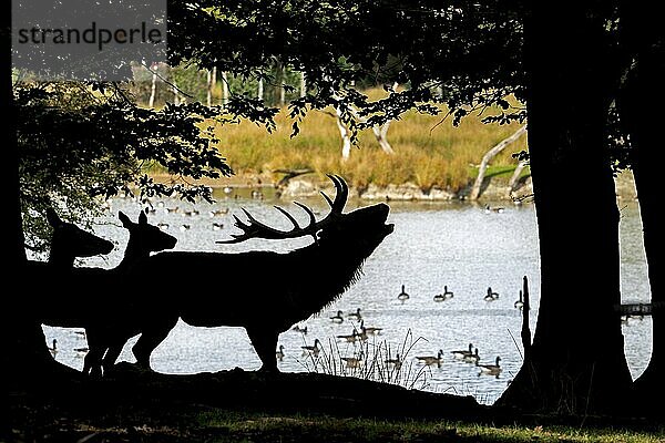 Silhouette eines Rothirsches (Cervus elaphus) und eines Hirsches mit großem Geweih  die am Seeufer am Waldrand während der Brunft im Herbst brüllen