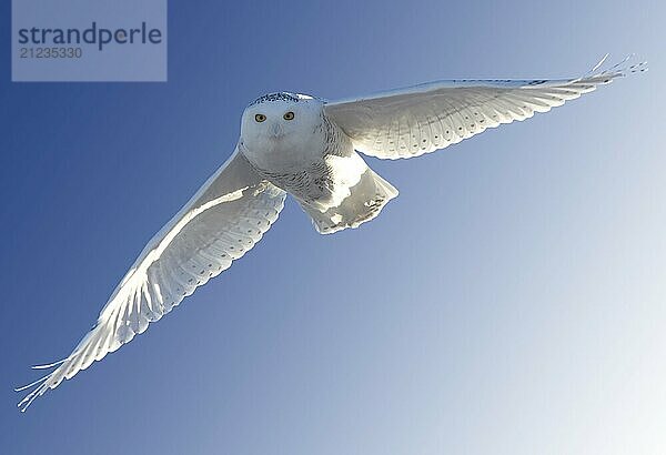 Snowy Owl in Flight winter Saskatchewan Canada