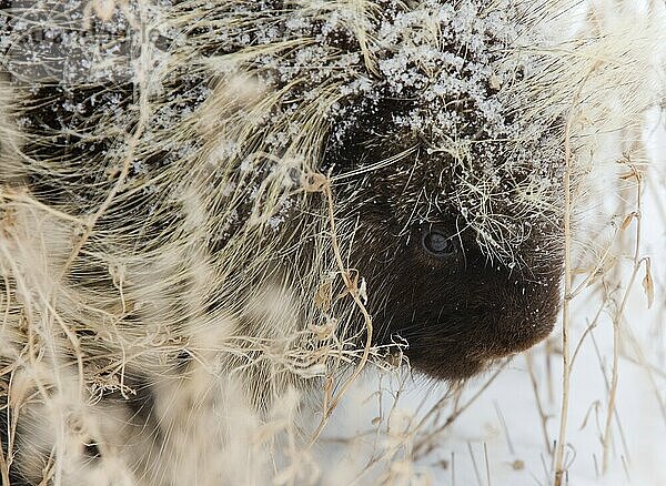 Stachelschwein im Winter Saskatchewan Kanada Schnee und Kälte