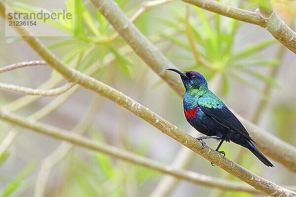 Glanznektarvogel  Sitzwarte  (Nectarinia habessinica)  Naher Osten  Oman  Ayn Razat  Salalah  Dhofar  Oman  Asien