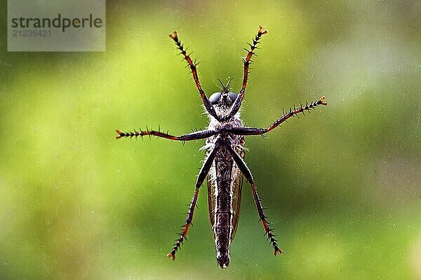 Insect in bottom view on a glass pane in front of a natural green background  Witten  Ruhr area  North Rhine-Westphalia  Germany  Europe