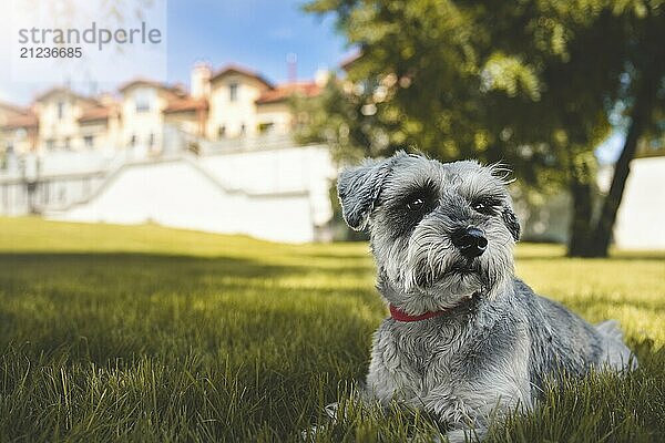 Portrait of a beautiful dog schnauzer sitting on the grass and looking into the distance in the park.The concept of love for animals. best friend