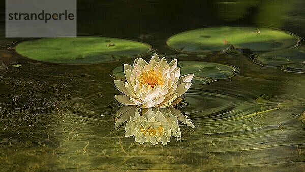 Eine schöne Seerose  die in einem Teich wächst. Farbbild