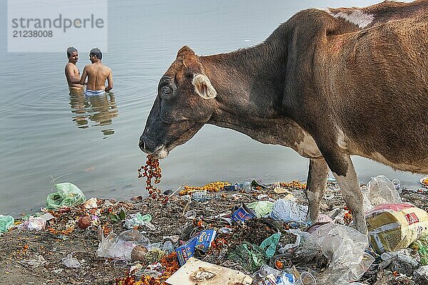 Two bathing men  sacred cow eating rubbish  Ganges river bank  Ganges  Varanasi or Benares or Kashi  Uttar Pradesh  India  Asia