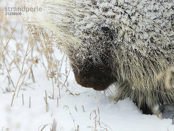 Porcupine in Winter Saskatchewan Canada snow and cold