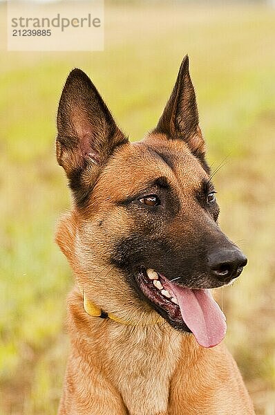 Malinois portrait in front of a green background