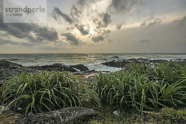 Strand  mit Lavafelsen und Vegetation  Blick auf das Meer am Abend bei Sonnenuntergang. Landschaft mit Wolken in Induruwa  Bentota Beach  Sri Lanka  Indien  Asien