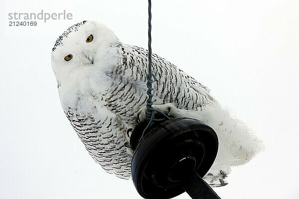 Snowy Owl Perched winter Saskatchewan Canada cold