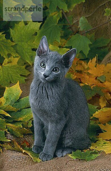 Russian blue cat  tomcat  3 month old  blue russian