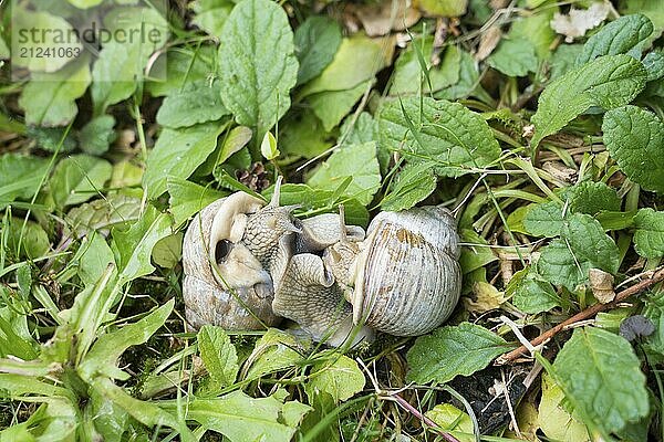 Gastropods  mating pair  near Oberweser  Weser Uplands  Weserbergland  Hesse  Germany  Europe