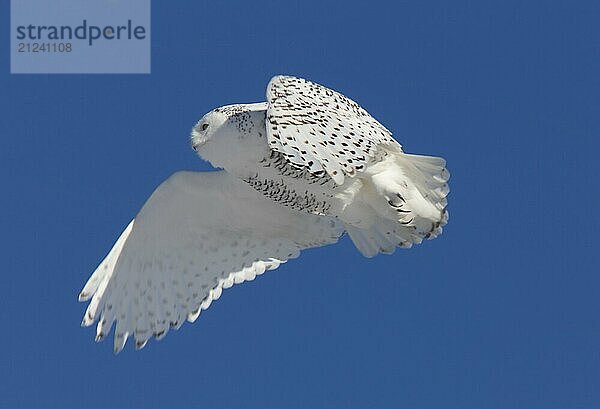 Snowy Owl in Flight winter Saskatchewan Canada