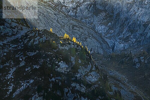 Glebferfäbte Lärchen im Gegenlicht an schroffer Felsklippe  Kanton Wallis  Schweiz  Europa