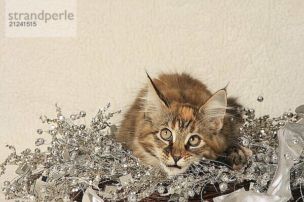 Norwegian Forest Cat  lies in decoration  Norwegian forest cat  lies in decoration