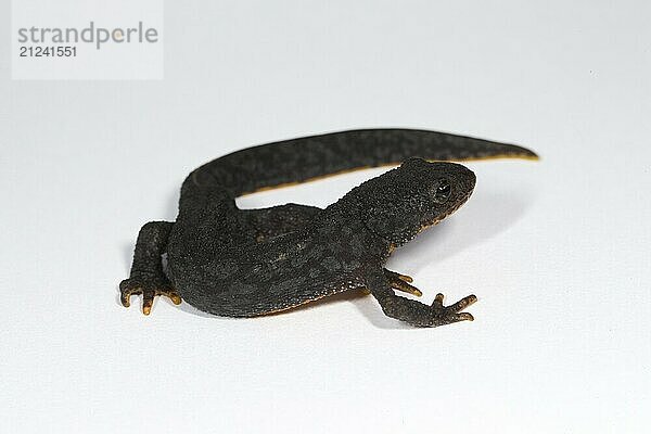 Cropped alpine newt in front of a white background in side view