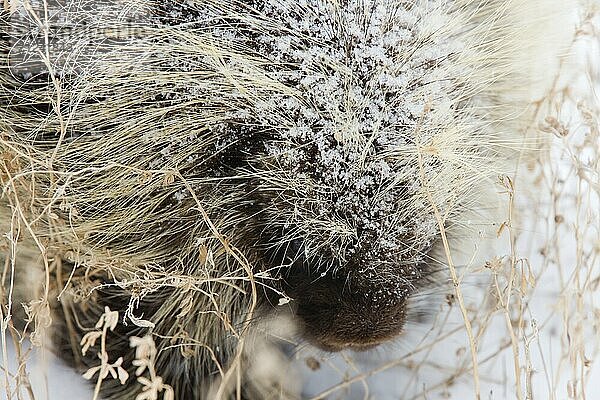 Porcupine in Winter Saskatchewan Canada snow and cold