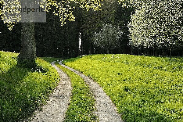 Geschwungener Feldweg führt zischen Eich eund blühenden Obstbäumen in den Wald  Kanton Thurgau  Schweiz  Europa