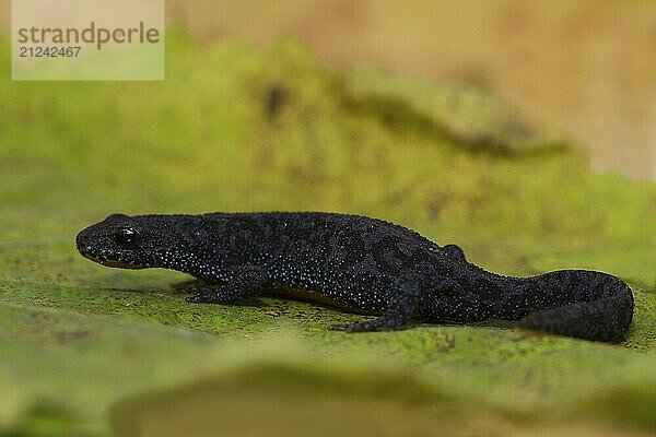 Side view of a female alpine newt cropped in country dress on a green leaf