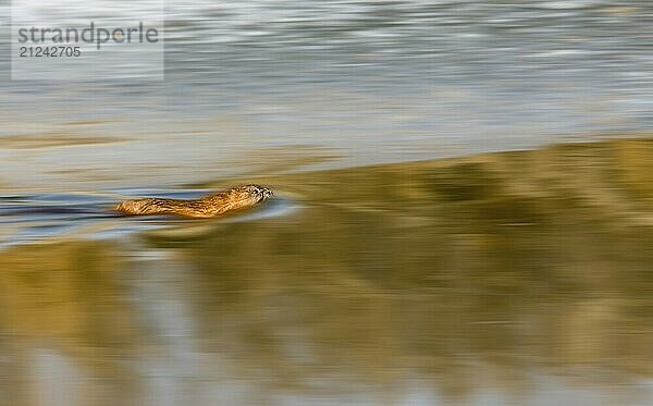 Musk Rat on Northern River sunset Saskatchewan Canada