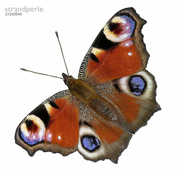 European peacock (Aglais io) cropped on a white background