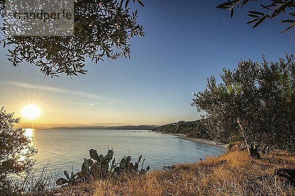 View from a hill with olive trees to the sunset and the sea. Evening atmosphere of a Mediterranean landscape on the beach and coast of Ouranoupoli  Thessaloniki  Central Macedonia  Greece  Europe