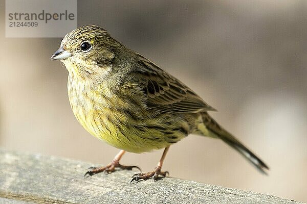 Side view of a female yellowhammer