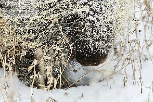 Porcupine in Winter Saskatchewan Canada snow and cold