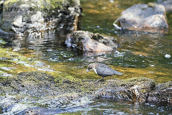 White-throated Dipper in the river looking for prey