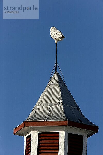 Snowy Owl on Barn hunting raptor Saskatchewan Canada