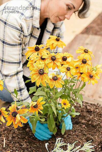 Woman planting yellow daisies in garden