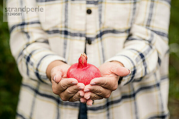 Womans hands holding a red pomegranate