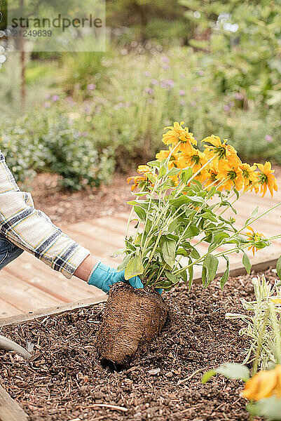 Planting a pot of yellow daisies