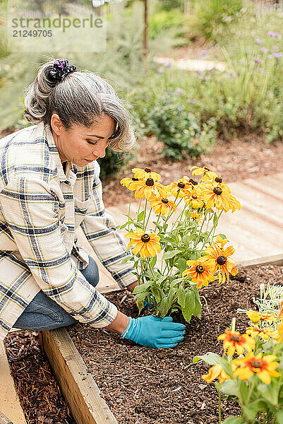 Woman putting soil around daisies